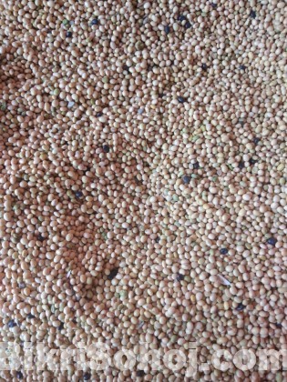 Soya Bean
